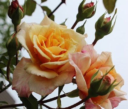 Nieuwe Website Screenshot