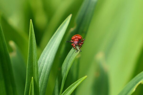 dqmecoudesawauwtsseld0_8l-beetle-8320899_640